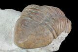 Unusual, Delphasaphus Trilobite - Russia #74037-6